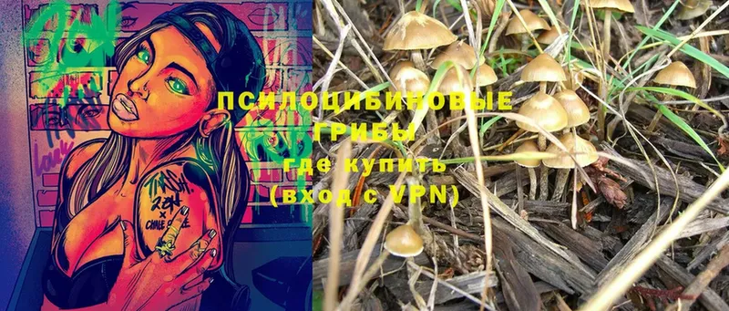 ссылка на мегу ссылки  наркота  Гурьевск  Галлюциногенные грибы Psilocybine cubensis 